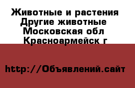 Животные и растения Другие животные. Московская обл.,Красноармейск г.